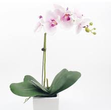 como plantar orquideas 