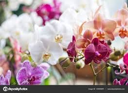 Manual Completo Como Cuidar de Orquídeas + BONUS Curso.blog.br
