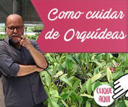 Orquideas: Curso Completo em Video + Manual Completo
