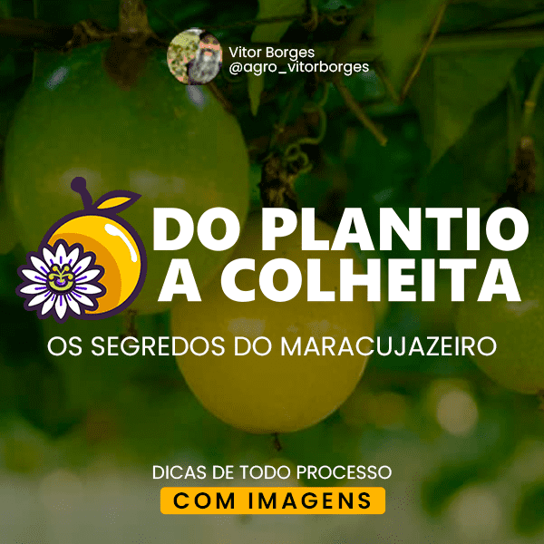 Os Segredos do Maracujazeiro: Do Plantio à Colheita